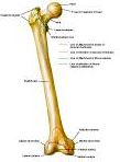 Anatomie: heup,bovenbeen,knie,onderbeen,enkel,voet,acetabulum,collum femoris,trachanter,femur,epicondyl,meniscus,kruisband,cruciate ligament,patella,knieschijf,tibia,fibula,malleolus,talus,calcaneus,tarsus,metatarsus,phalanx,falanx,quadriceps femoris,rectus femoris,sartorius,tensor fasciae latae,tractus iliotibialis,biceps femoris,gastrocnemius,semimembranosus,semitendinosus,soleus,suralis,vena saphena parva,vena saphena magna,sciatic,ischiadicus,peronea